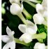 SOPHISTICATE Eau de Parfum 100 ml.